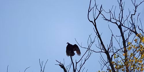 Little Hands Nature Club: Vulture Power!