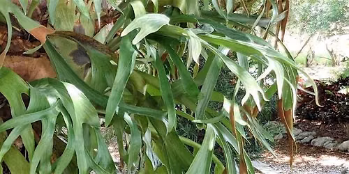 11-7-2026  Staghorn fern; a fascinating tropical plant.