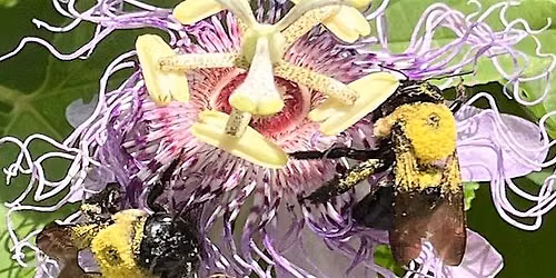 Passion Fruit