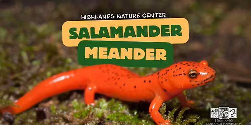 Salamander Meander