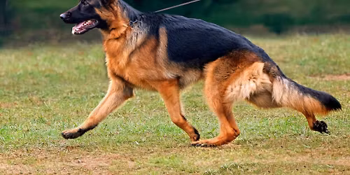 2025 USCA Northeastern Regional Breeding Evaluation & Breed Survey 