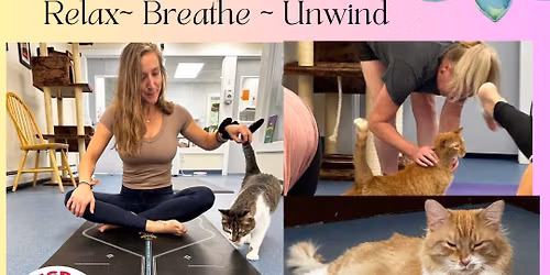 Yoga with Cats @ Kingdom Animal Shelter