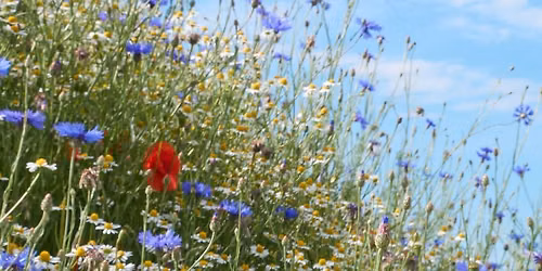 Sommerkaf\u00e8 i S\u00e6dalen kirke