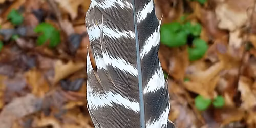 Birding Hike at ForEvergreen