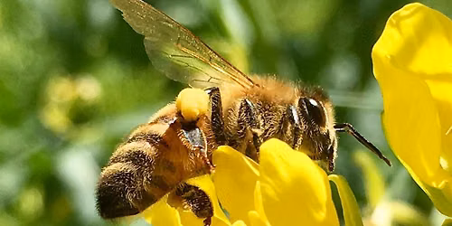 Great Florida Pollinator Census - Lee County