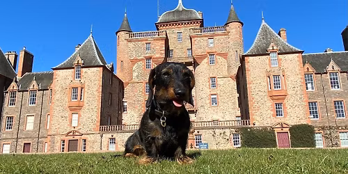 Scottish Dachshund Fun Day 