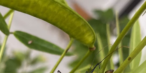 Bug Curious: Getting to Know Your Garden Neighbors