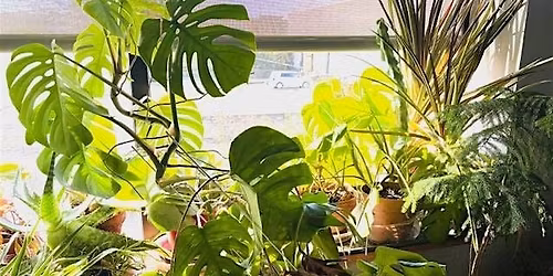 Houseplants 101