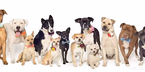 Paws & Prosecco 2026