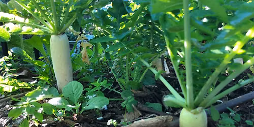 Gardening Working Bee at CFC