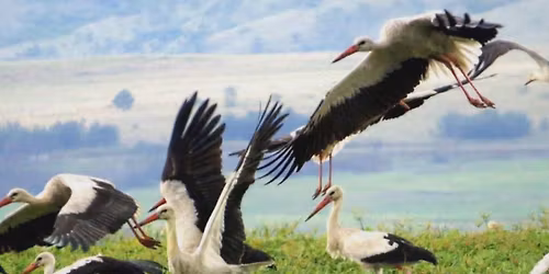 ** \u041c\u0415\u0416\u0414\u0423\u041d\u0410\u0420\u041e\u0414\u0415\u041d \u0424\u0415\u0421\u0422\u0418\u0412\u0410\u041b \u041d\u0410 \u0411\u0415\u041b\u0418\u042f \u0429\u042a\u0420\u041a\u0415\u041b