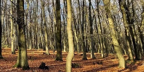 KOL 3 - Kings Wood, Challock, 29 November 2025