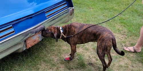 May Nosework Trial 