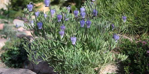 Earth Day Native Plant Sale