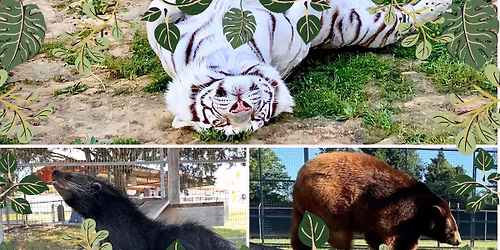 Polar Express movie & craft night