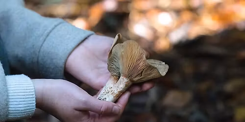 Autumn Foraging Walk with Terra Vitum