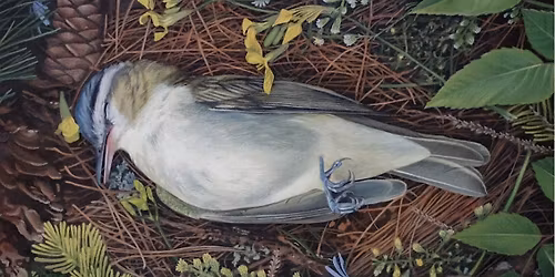 Bird Funerals: Painting Ecological Change