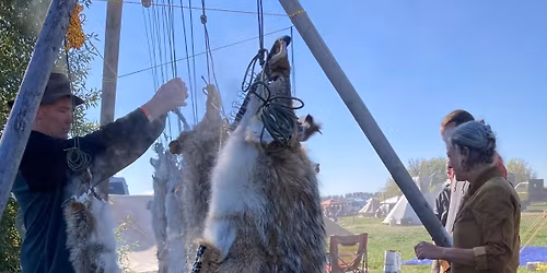 Coyote Fur Tanning Course, Allentown PA | Dr. Theresa Emmerich Kamper