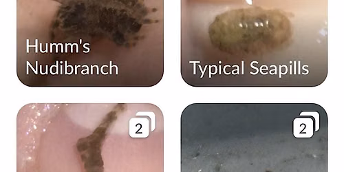 Nature Photography for iNaturalist - fun hobby and citizen science