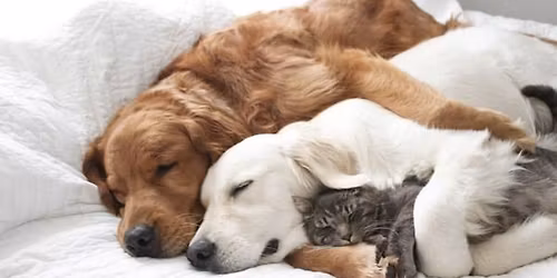 Animal Communication Appointments