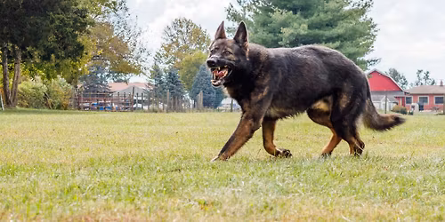 Pictures with Santa for dogs and kids!