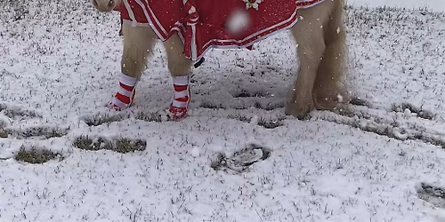 Mini Horse Magic Experience Christmas Gift