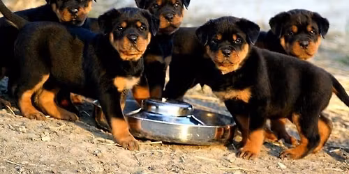 Rottie Empire Rescue Adoption Clinic