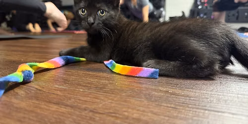 Kitten Yoga