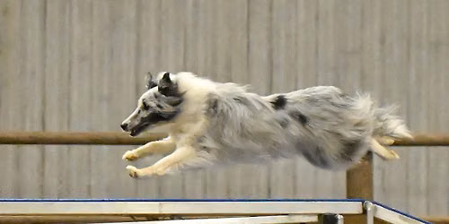 August 2026 UKI Dog Trial