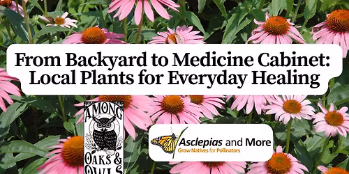 From Backyard to Medicine Cabinet: Local Plants for Everyday Healing