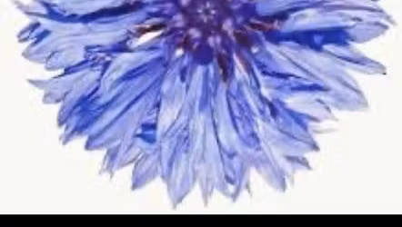 Fundraiser for Chelsie