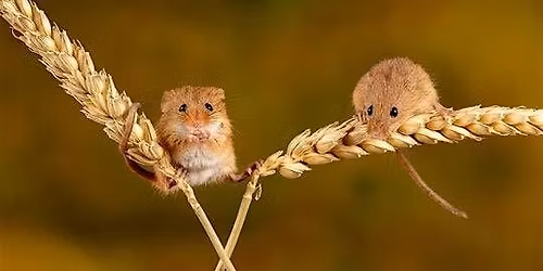 Harvest Mouse Survey