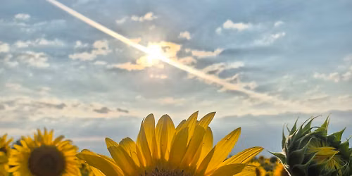 Sunflower jump \ud83c\udf3b