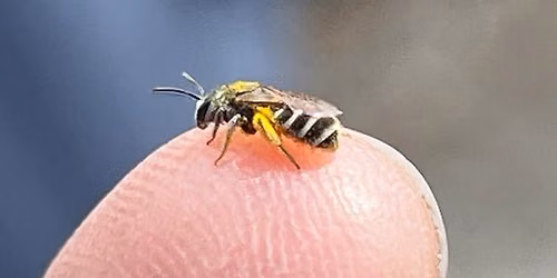 Native Bees and Why They Disappear In September