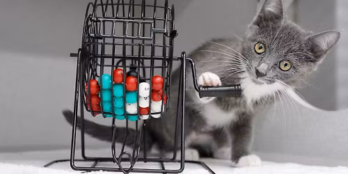 Bingo Night at Roswell