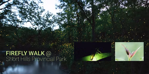 Firefly Walk at Short Hills