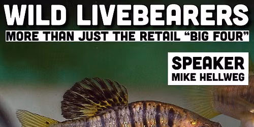 FMAS October Meeting: Wild Livebearers