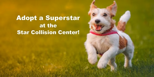Star Collision Center Dog Adoption Event in Medford