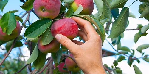 FREE WORKSHOP: Fruit Tree Care