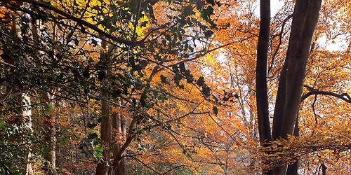 Autumn Colours Walk