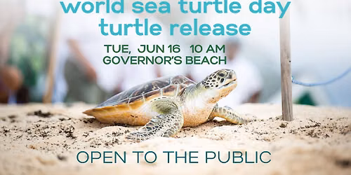 PUBLIC TURTLE RELEASE - World Sea Turtle Day