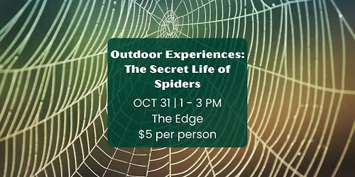 Outdoor Experiences: The Secret Life of Spiders