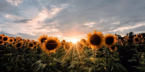HONOURING THE LIGHT- SUMMER SOLSTICE YIN YOGA 