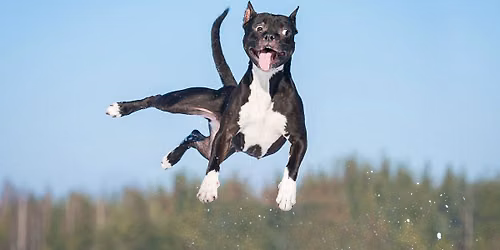 "Hibbelige Hunde" 2-Tagesseminar mit Katrin Scholz