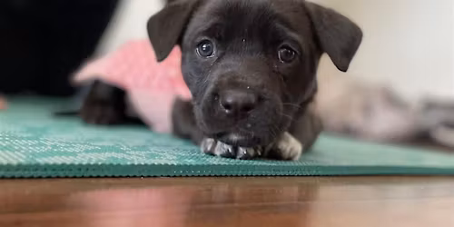 Rescue Puppy Yoga -  Boulder Yoga Studio