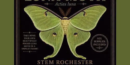 Beginner Luna Moth Pinning Workshop