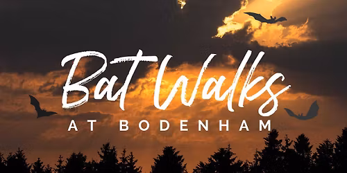 Bat Walks at Bodenham