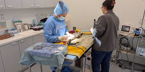 Low Cost Spay & Neuter Clinic