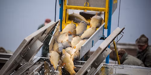 Tradi\u010dn\u00ed v\u00fdlov rybn\u00edka Holub