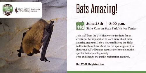 Bats Amazing!